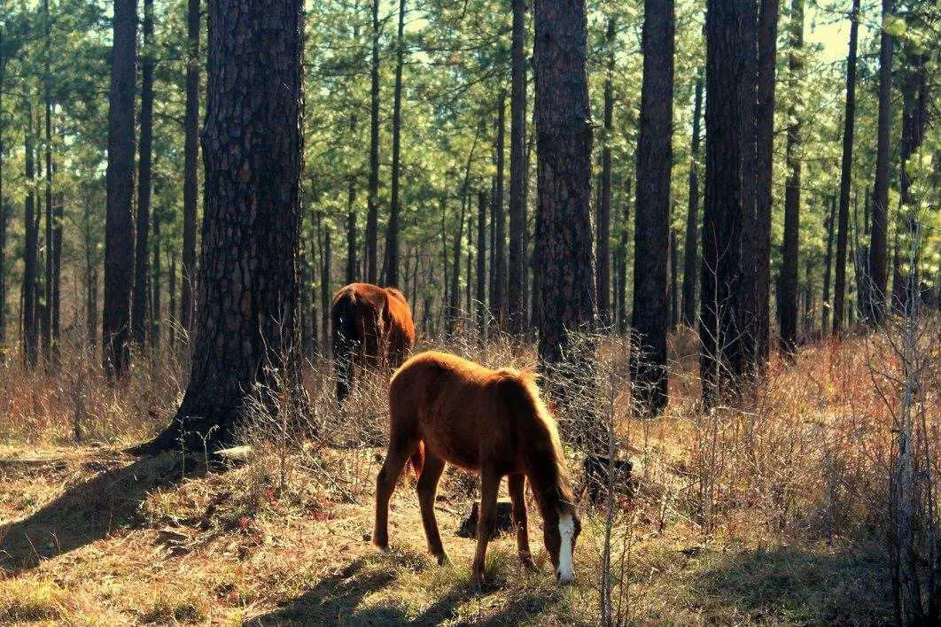 Things to do at Fort Johnson: look for wild horses in the training area.