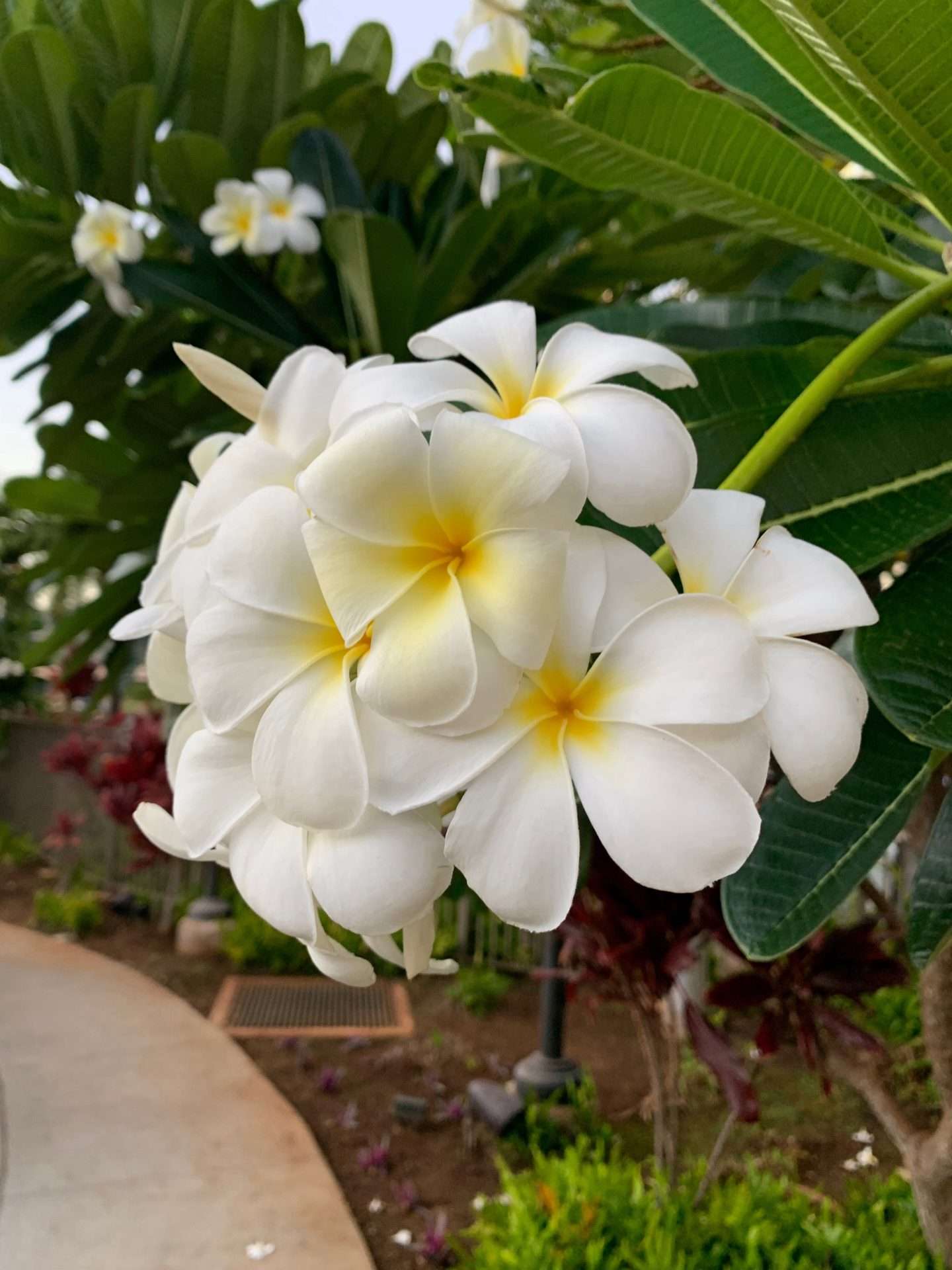 We loved seeing all the beautiful flowers and plants in Hawaii.