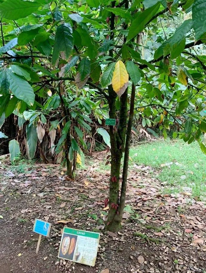 Cacao tree growing in Hawaii.