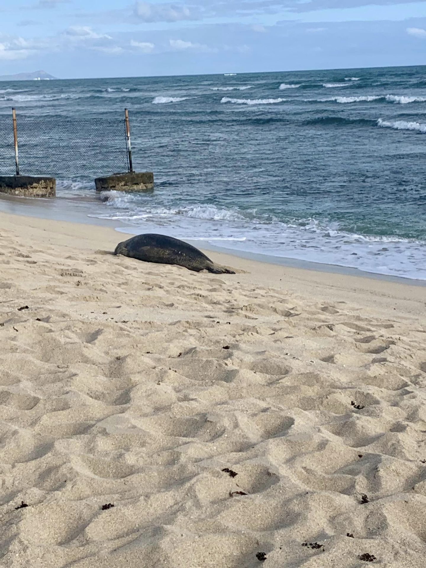 Hawaii Bucket List: Hang out with a monk seal on the beach.