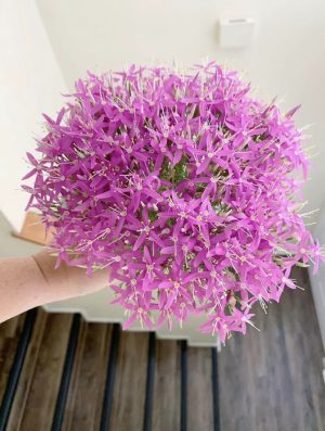 Texas Wildflowers: Mountain Pink