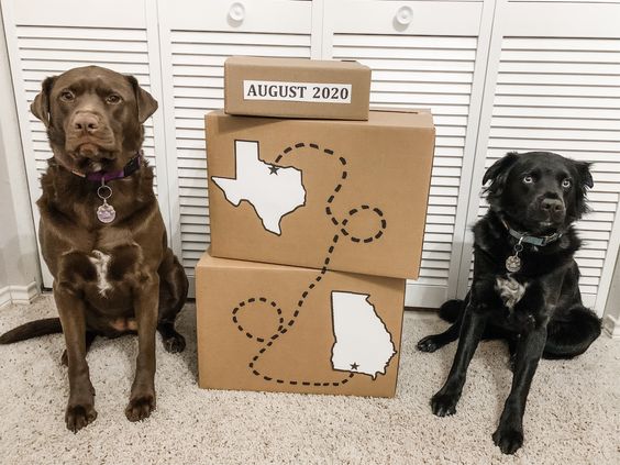 Moving announcement ideas: with the dogs