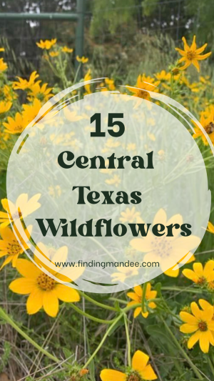 15 Wildflowers That Bloom in Central Texas