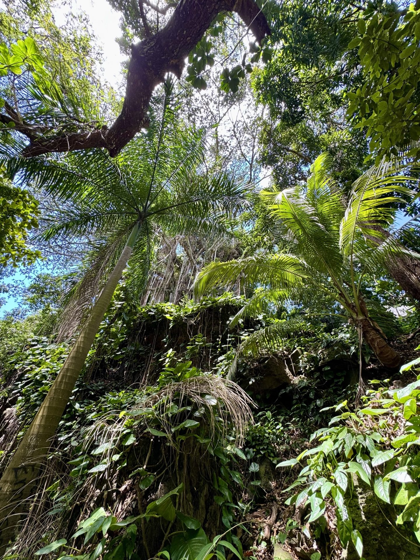 Views along the Kapena Falls Trail in Honolulu.