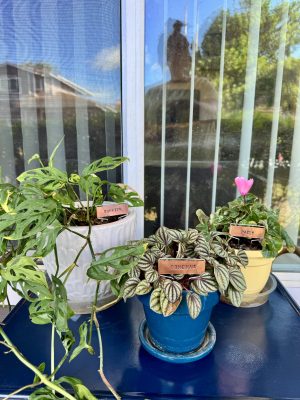 How to make DIY plant markers to name your plants anything you want.